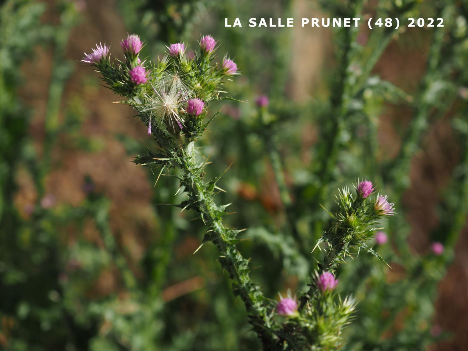 Thistle, Slender